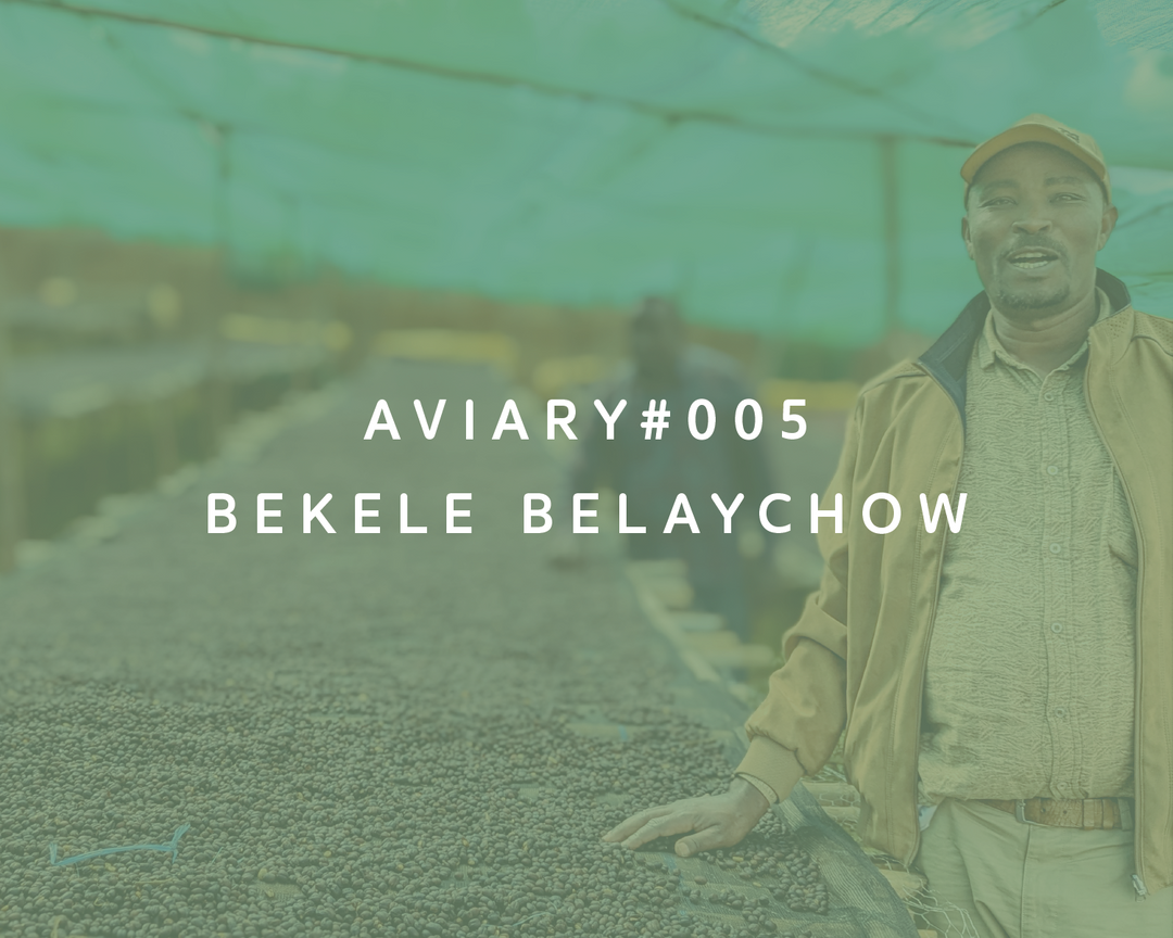 005 - Bekele Belaychow