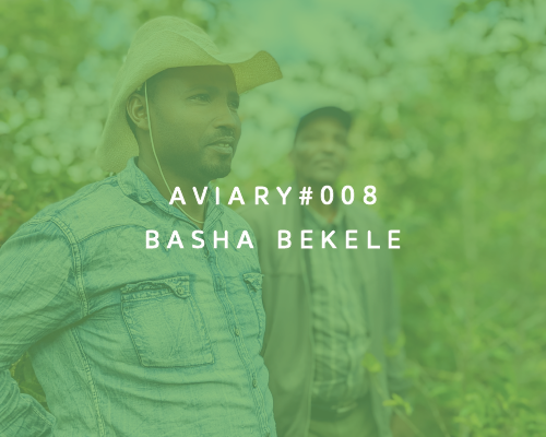 008 - Basha Bekele